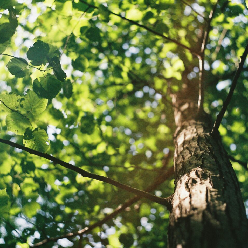 Tronc d'arbre - Elagage Lunel