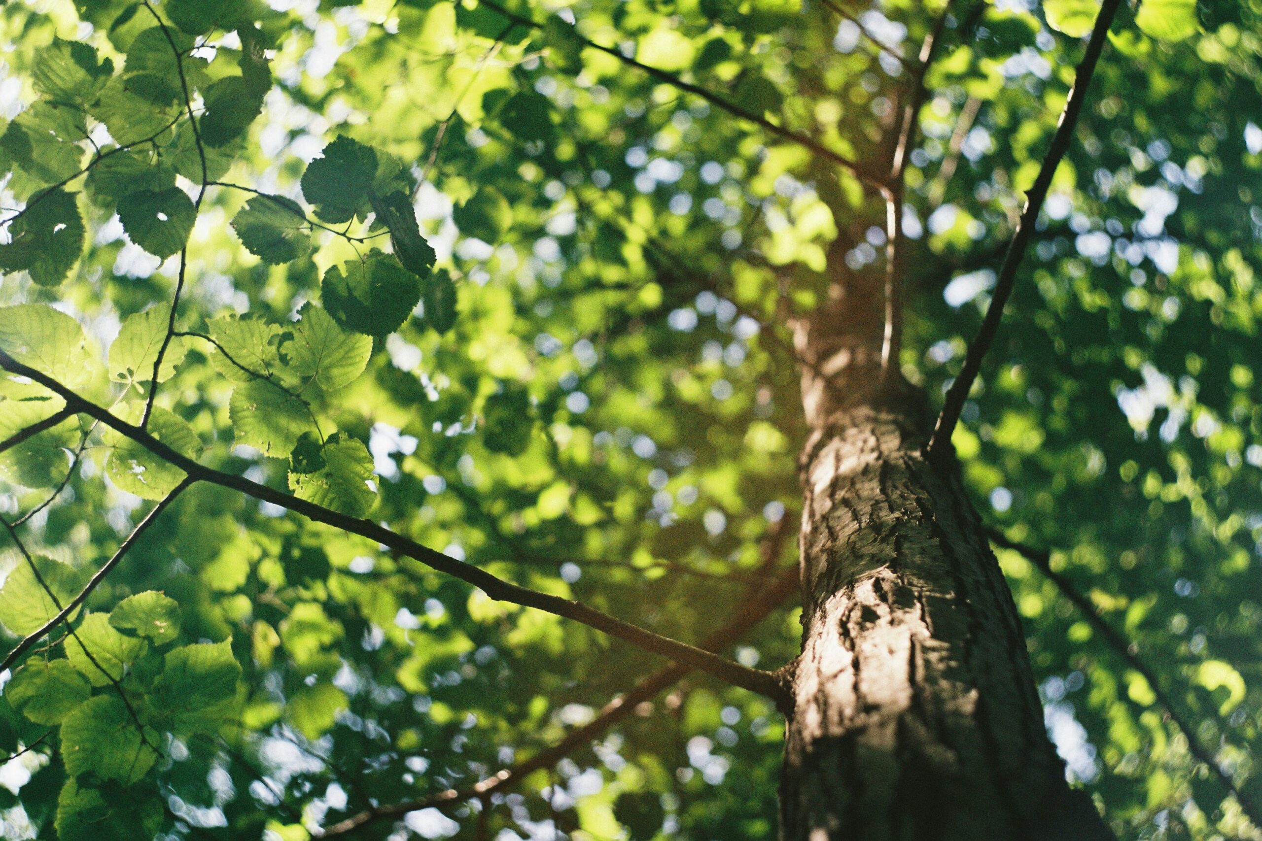 Tronc d'arbre - Elagage Lunel