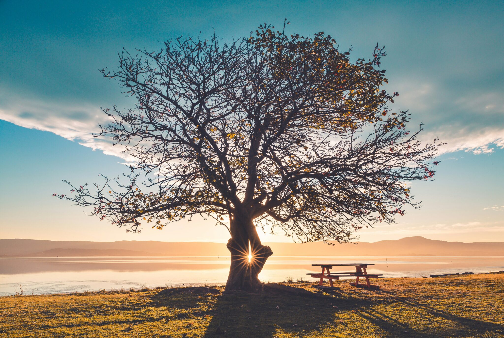 taille arbres hérault