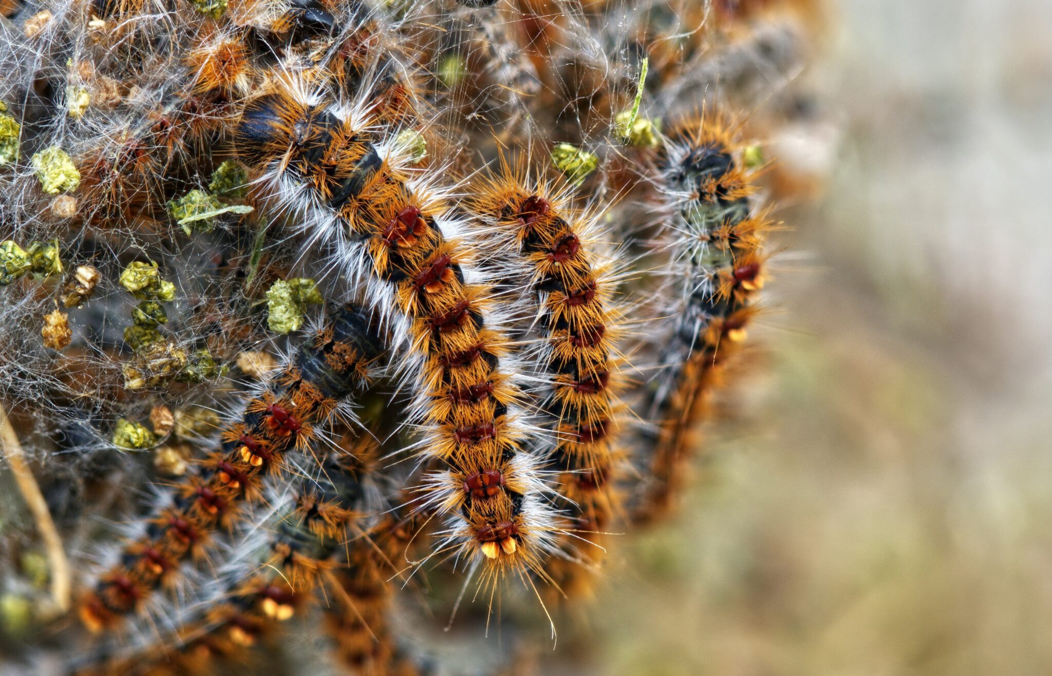 chenille processionnaire