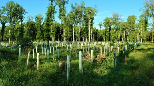 plantation d'arbres diverse